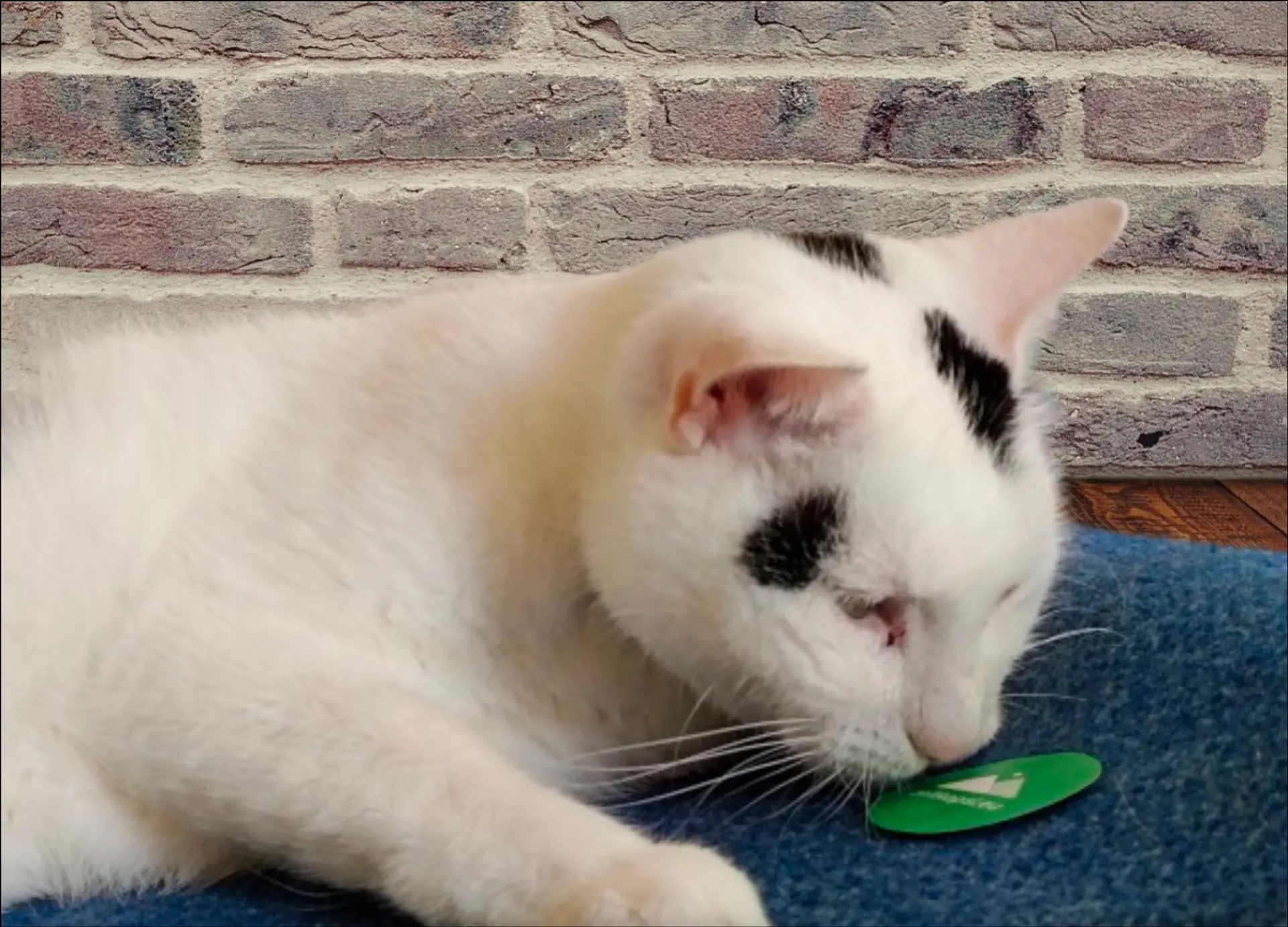 Sammy the cat looking sceptic at zeitkapsl logo