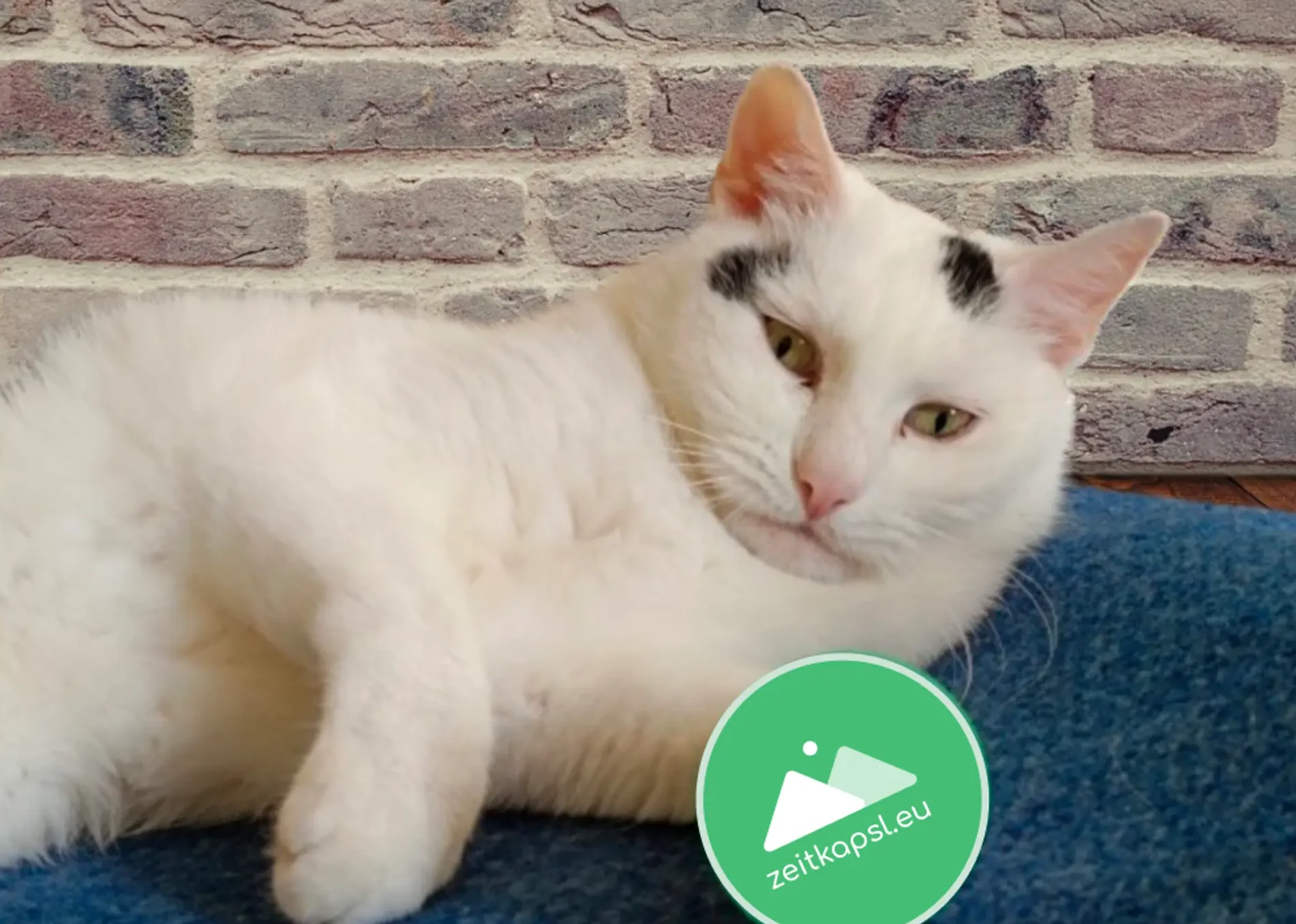 Sammy the cat looking sceptic at zeitkapsl logo